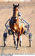 Victory Tilly sträcker ut på rakbanan inför sin årsdebut. Stig H Johansson är nöjd med sin stjärna men vill helst inte spekulera i hur året blir.Foto: Petri Johansson