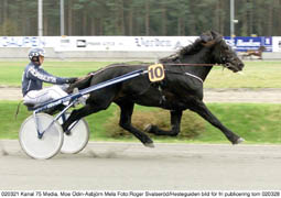 Fick spår nio. Moe Odin är fortfarande obesegrad, men på långfredagen får han sitt elddop.Foto: Roger Svalseröd