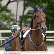 Victory Tilly har årsdebuten avklarad och sjuåringen imponerade. På onsdagen har stjärnan en liknande uppgift och Stig H Johansson är optimist.Foto: Lars Jacobsson/P&R