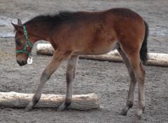 Här en hingst efter Ourasine och Express IT. En bror till Jocose som så här långt, är stuteriets busigaste föl!