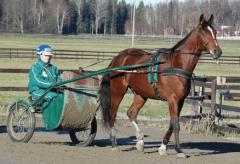 Marvellous begåvades igår med en helsyster.Foto: Annika Lindblom