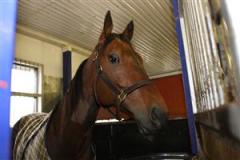 enough_talk_solvalla_mh_080517_18744