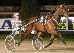 Maharajah till Breeders Crown final, trots en "dålig dag på jobbet" Foto: ALN