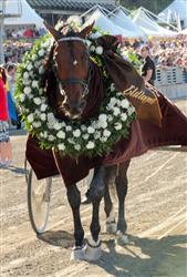 Torvald Palema vann Elitloppet. Foto: Claes K&auml;rrstrand