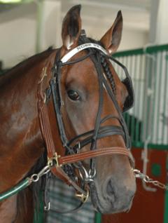 Nose-By-Nose-090723-3