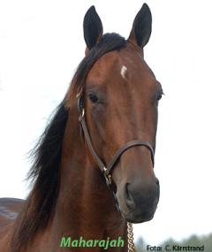 Hjälp till att rösta fram Maharajah till Årets häst!. Foto: C. Kärrstrand