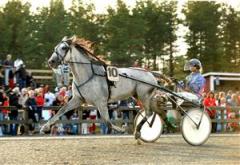 Super Neon är en av två V75-hästar från Mikael Palanders stall. Grållen körs som vanligt av Jennifer Tillman. Foto: Maria Holmén