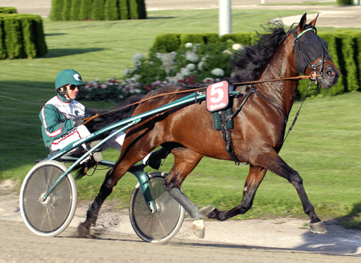 Shergar Boko blev historisk då han blev vår förste vinnare i Frankrike och dessutom vann Travkompaniets 100:e seger. Foto: ALN