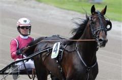 Lutfi Kolgjinis Lavec Kronos blev 13:e häst att få en inbjudan till Elitloppet. Foto: Thomas Blomqvist