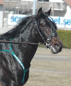 Orecchietti-120315-2
