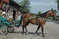 Pasha-20110622