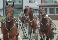 R-kullen kommer till Solvalla den 24 oktober, gör du?  Foto; A.Lindblom/Travkompaniet