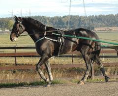 Orre