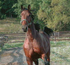 Scotch-Whisky-140912-5