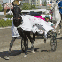 Panne De Moteur vann ett försök till Elitloppet och var tvåa i finalen, nu laddar han om för revansch. Foto; ALN