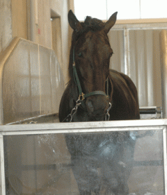 Träningspass på vattenbandet ingår i Elitloppsplanen för "Panne". Foto; A.Lindblom/Travkompaniet