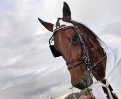 Delicious U.S. är äntligen tillbaka och startar på onsdagen i V86-2 på Solvalla. Foto av LARS JAKOBSSON