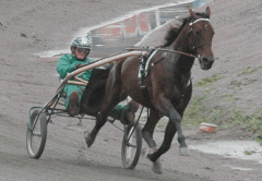 Maharajah såg rejält löpsugen ut i det första besöket på tävlingsbanan sedan segern i Prix d´Amerique. Foto; A.Lindblom