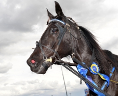 V75-proflilen B.B.S.Sugarlight tog ännu en seger på tisdagskvällen. Foto av LARS JAKOBSSON