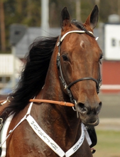 Maharajah_huvudlag-5113