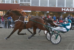 Quality Questioned tillsammans med Kenneth Haugstad när de vinner V75-försök på Hagmyren. Foto; ALN