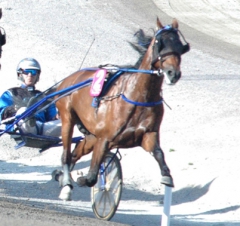 Timoko fick sin hittills bästa placering i Prix d´Amerique. Foto; A.Lindblom/Travkompaniet