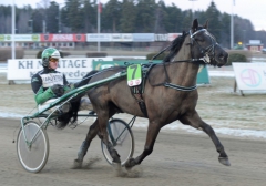 Jörgen Westholms Eldvin är en av fyra hästar som i februari åker till Frankrike för att försvara de svenska färgerna i de två "kallblodslandskamperna" på Vincennes. Foto av CLAES KÄRRSTRAND
