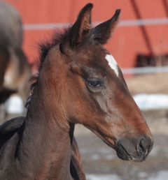 Fine Todays Dominator är en hingst ur Maharajahs första kull.