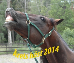 Maharajah har all anledning att sätta näsan i vädret som Årets Häst 2014. Foto; A.Lindblom/Travkompaniet
 