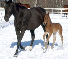 Chili Khan stoltserar med sin sju dagar gamla son, Maharajah. Foto; C.Kärrstrand/Hingstfotografen