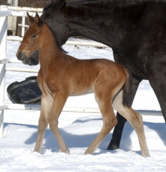 Maharajah hade sin ståtliga hållning redan från början. Foto; C.Kärrstrand