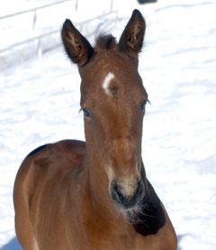 Den 22 februari 2005 föddes Maharajah på anrika Menhammar stuteri. Här är den store konungen blott sju dagar gammal. Foto; C.Kärrstrand/Hingstfotografen