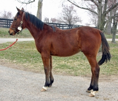 Maharajah på ettårsdagen som han firade i Kentucky! Foto; C.Kärrstrand/Hingstfotografen