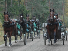 Årets treårskull ser riktigt intressant ut. Foto; A.Lindblom/Travkompaniet