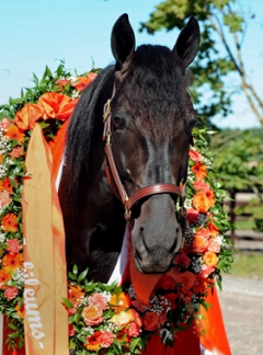 Foto; C. Kärrstrand/Hingstfotografen