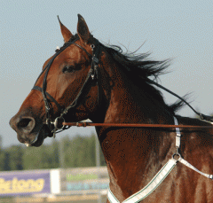 Scotch-Whisky-140708-5