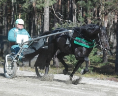 Panne De Moteur ser härligt motiverad och fin ut i träningen. Foto; A.Lindblom/Travkompaniet