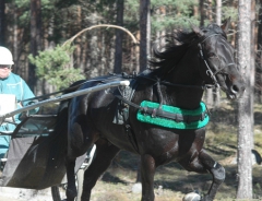 Panne De Moteur är redo för årsdebut. Foto; A.Lindblom/Travkompaniet