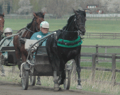 Panne De Moteur i torsdagens sista finslipande rakbaneheat inför årsdebuten. Foto; A.Lindblom/Travkompaniet