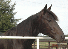Panne-