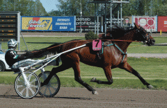 Maven. Foto: A.Lindblom/Travkompaniet