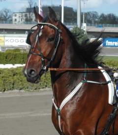 Toreador