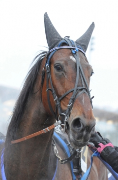 Art On Line travade hem lördagens montélopp på svenska rekordet 1.11,2. Foto av MALIN ALBINSSON