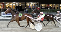 Får Liberty Face en passande ryggresa kan han fälla många över upploppet. Per Linderoth anser att sjuåringen är hans bästa chans på lördagens V75. Foto av BERTH MAGNUSSON