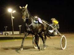 Opal Viking vann enkelt ett lopp i Neapel under söndagen med 640.000 kronor i förstapris. Foto: Lars Jakobsson.