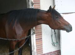 shergar-grobois061021-14