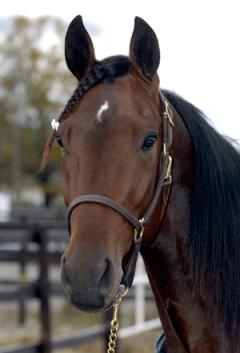 Shergar-huv-proffs