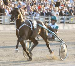 Supertalangen och påläggskalven, Maharajah har efter endast åtta starter, travat rätt in på miljonlistan. Foto:  ALN