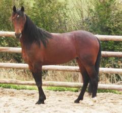 shergar-boko-003