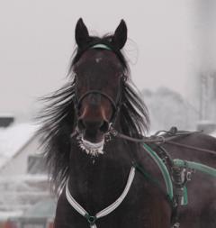 Vi hoppas att Jaded får med sig en ärofylld titel 2010. Foto: Travkompaniet